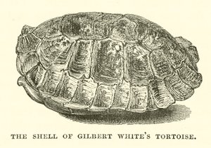 Skorupa żółwia Gilberta White