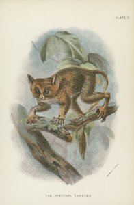 Widmowy Tarsier autorstwa English School