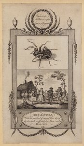 Tarantula, z metodą leczenia użądlonych nią, której dokonuje Muzyka i Taniec (rycina) autorstwa English School