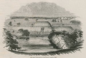 Wielka palmiarnia w Royal Gardens, Kew, Londyn autorstwa English School