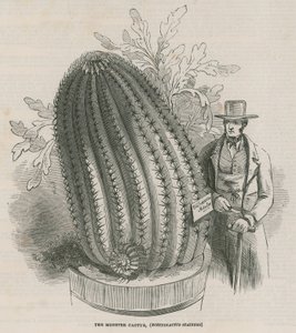 Potworny kaktus (Echinocactus stainesh) w Royal Gardens, Kew, Londyn autorstwa English School