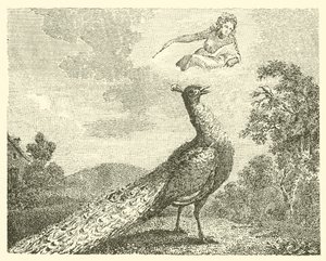 Skarga pawia (rycina) autorstwa English School