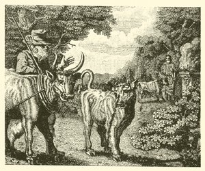 Bezmyślne cielę (grawerunek) autorstwa English School