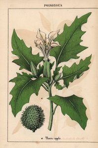 Cierniowe jabłko z białymi kwiatami i kolczastymi owocami.   , z „Pouczającej książki z obrazkami, czyli lekcji ze świata warzyw”, [Charlotte Mary Yonge], Edynburg autorstwa English School