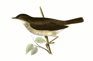 Słowik drozd, ilustracja z "A History of the Birds of Europe Not Observed in the British Isles" autorstwa Charlesa Roberta Bree (1811-86), opublikowana w 1867 r.