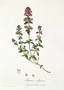Tymianek pospolity, Thymus vulgaris, opublikowany przez dr Woodville