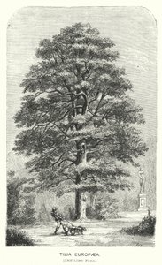 Tilia Europaea, lipa (rycina) autorstwa English School