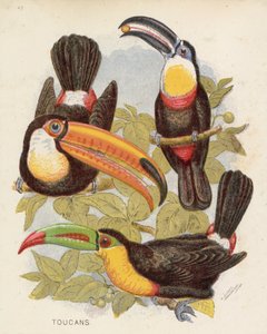 Tukany (litografia kolorowa) autorstwa English School