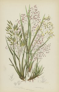 Tufted Hair Grass, Smooth Alpine Hair Grass, Waved Hair Grass (kolorowa litografia) autorstwa English School