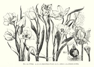 Tulipany; ten sam szkarłatny kwiat; żółty; karmazynowy; biały (grawerunek) autorstwa English School