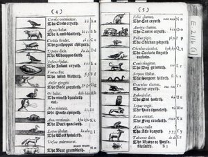 Dwie strony z Orbis Sensual Pictus Comeniusa, 1659 autorstwa English School