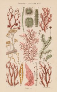 Pod mikroskopem: Desmidiaceae, Diatomaceae, Algae (color litho) autorstwa English School