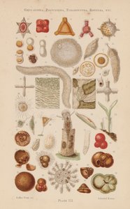 Pod mikroskopem: Gregarinida, Polycystina, Foraminifera, Rotifera, etc (color litho) autorstwa English School