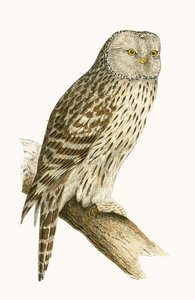 Puszczyk uralski, ilustracja z „Historii ptaków Europy nieobserwowanej na wyspach brytyjskich” Charlesa Roberta Bree (1811-86), opublikowana w 1867 r.