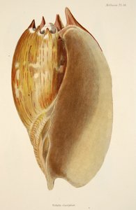 Veluta Georgina, z The Mollusca and Radiata, wyd. 1833 (grawerowanie ręcznie kolorowane) autorstwa English School