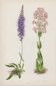 Weroniki Spicata; Lychnis Alpina (kolor lito) autorstwa English School