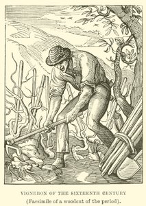 Vigneron z XVI wieku autorstwa English School