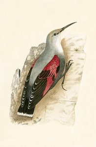 Wall Creeper, ilustracja z „Historii ptaków Europy nieobserwowanych na wyspach brytyjskich” Charlesa Roberta Bree (1811-1886), opublikowana w 1867 r.