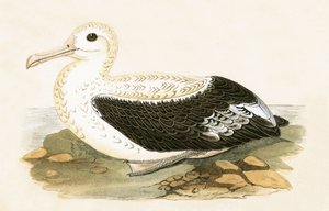 Albatros wędrowny, ilustracja z „Historii ptaków Europy nieobserwowanych na wyspach brytyjskich” Charlesa Roberta Bree (1811-86), opublikowana w 1867 r.