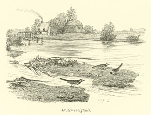 Pliszka wodna autorstwa English School