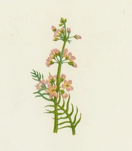 Fiołek Wodny, Hottonia Palustris autorstwa English School