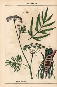 Cykuta wodna ukazująca liście, strukturę korzenia i kwiaty. Cicuta virosa   , z „Pouczającej książki z obrazkami, czyli lekcji ze świata warzyw”, [Charlotte Mary Yonge], Edynburg autorstwa English School