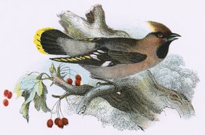 Jemiołucha