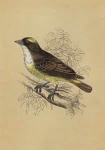Weaver Bird (kolor lito) autorstwa English School