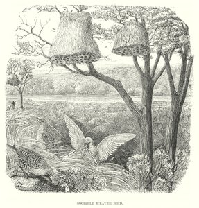 Ptaki tkacze (grawerunek) autorstwa English School