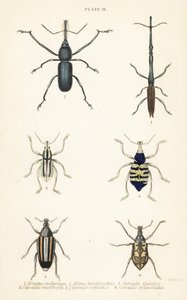 Wołki: Brentus ancharago 1, Rhina barbirostris 2, Curculio cuviera 3, Eupholus geoffroyi 4, niedźwiedź Larinus 5 i Curculio sphacelatus 6 autorstwa English School