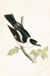 Muchołówka białogłowa, ilustracja z „Historii ptaków Europy nieobserwowanej na wyspach brytyjskich” Charlesa Roberta Bree (1811-86), opublikowana w 1867 r.