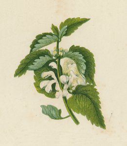 Biała martwa pokrzywa, Lamium Album (kolorowa litografia) autorstwa English School