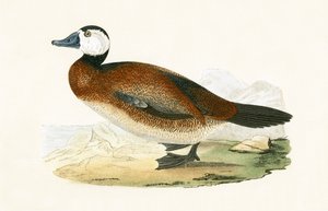 White Headed Duck, ilustracja z „Historii ptaków Europy nieobserwowanych na wyspach brytyjskich” Charlesa Roberta Bree (1811-86), opublikowana w 1867 r. autorstwa English School