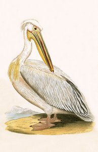 White Pelican, ilustracja z „Historii ptaków Europy nieobserwowanej na wyspach brytyjskich” Charlesa Roberta Bree (1811-1886), opublikowana w 1867 r.