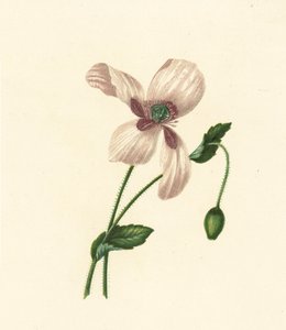 Mak biały, Papaver somniferum (kolorowa litografia) autorstwa English School