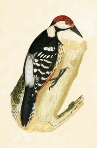 Dzięcioł biały, ilustracja z „Historii ptaków Europy nieobserwowanych na wyspach brytyjskich” Charlesa Roberta Bree (1811-86), opublikowana w 1867 r. autorstwa English School