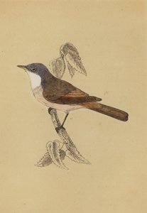 Whitethroat (kolor lito) autorstwa English School