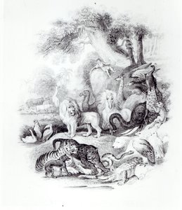 Dzikie zwierzęta z „Historii Ziemi i ożywionej przyrody” Olivera Goldsmitha, Londyn, 1840 r. autorstwa English School