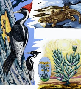 Montaż dzikiej przyrody autorstwa English School