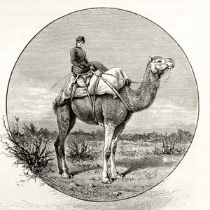 Kobieta na wielbłądzie w Australii, ok. 1880, z „Australian Pictures” Howarda Willoughby, opublikowanej przez religijne Towarzystwo Traktowe, Londyn, 1886 autorstwa English School