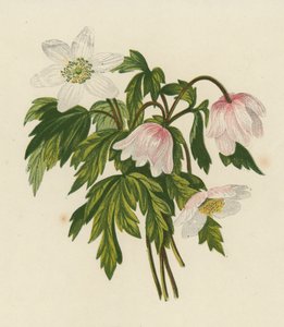 Zawilec gajowy, Anemone nemorosa (kolorowa litografia) autorstwa English School