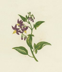 Woody Nightshade lub Bitter Sweet, Solanum Dulcamara (kolor lito) autorstwa English School