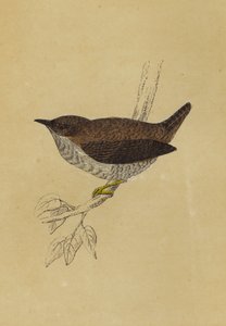 Wren (kolorowa litografia) autorstwa English School