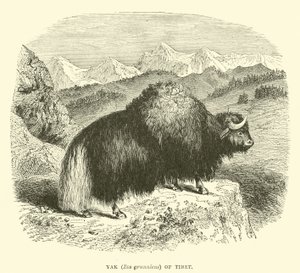 Jak (Bos grunniens) Tybetu autorstwa English School