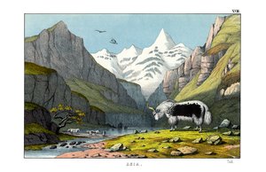 Yak autorstwa English School