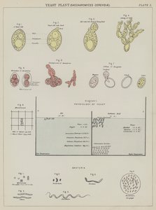 Drożdże, Saccharomyces Cerevisiae (kolorowa litografia) autorstwa English School