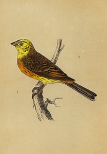 Yellow Bunting (kolorowa litografia) autorstwa English School