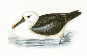 Albatros żółtonosy, ilustracja z „Historii ptaków Europy nieobserwowanej na wyspach brytyjskich” Charlesa Roberta Bree (1811-86), opublikowana w 1867 r.