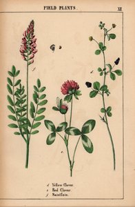 Koniczyna żółta, koniczyna czerwona i saintfoin lub sainfoin  , z „Pouczającej książki z obrazkami, czyli lekcji ze świata warzyw”, [Charlotte Mary Yonge], Edynburg autorstwa English School