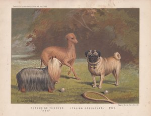 Yorkshire terrier, charcik włoski i mops pokazane z rakietą tenisową i piłkami autorstwa English School